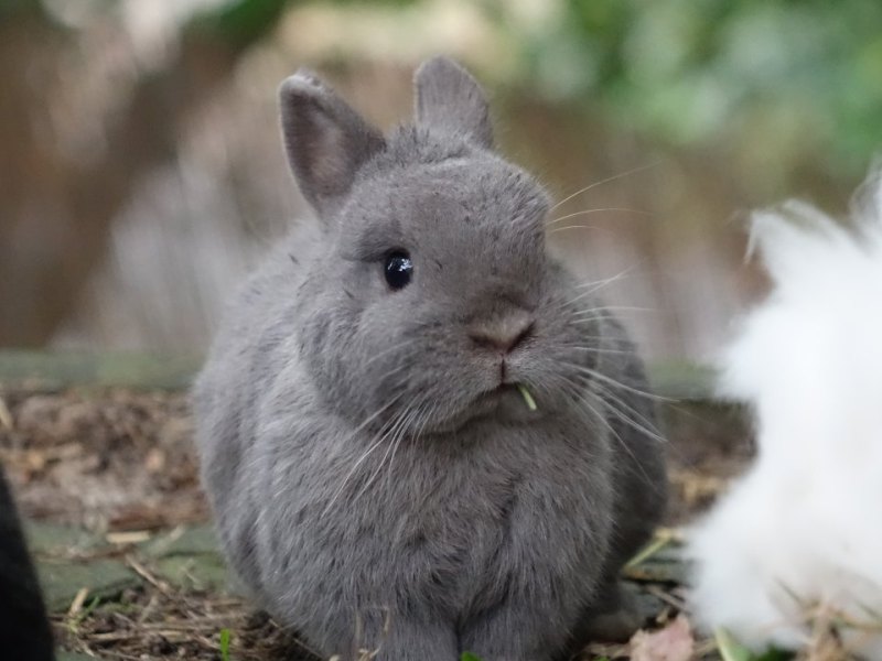 Kaninchen suchen neues Zuhause