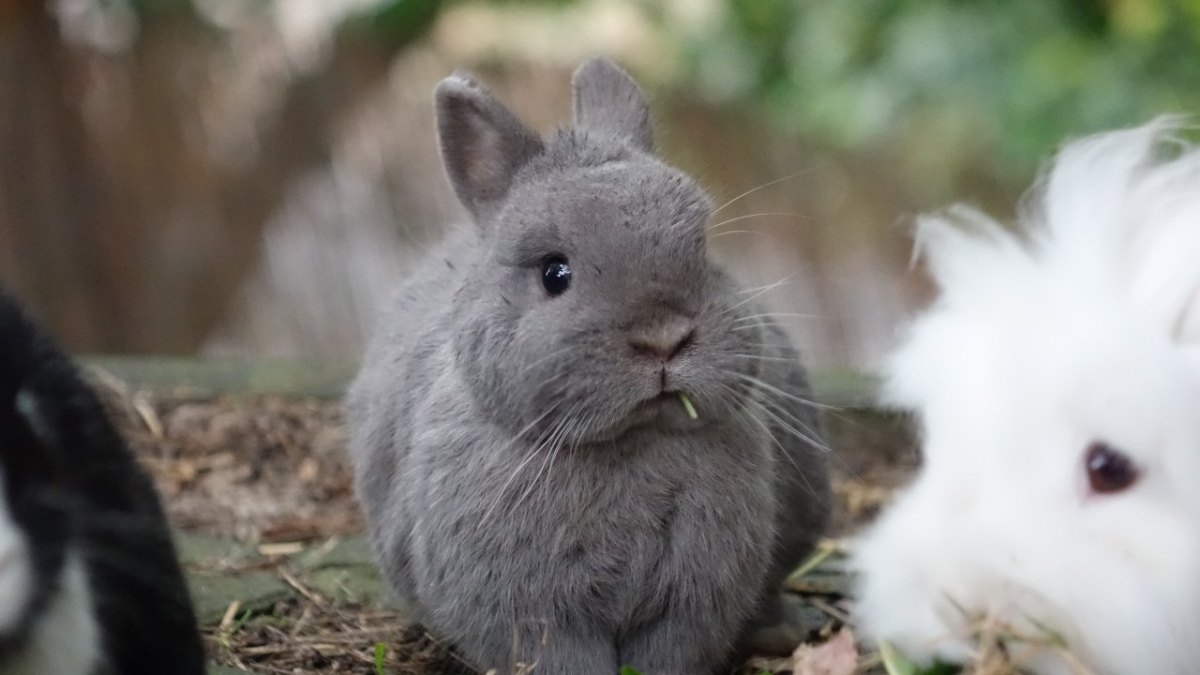 Kaninchen suchen neues Zuhause