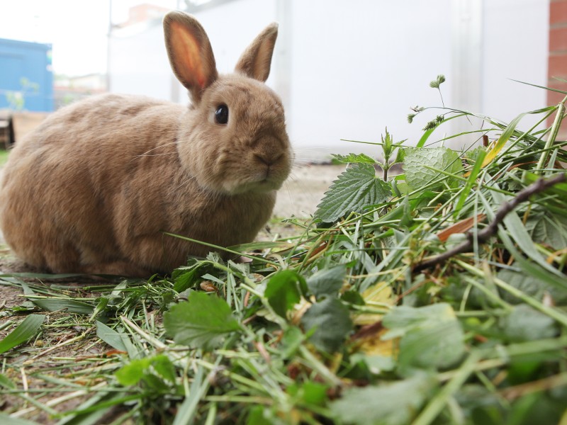 Im Tierheim Erfurt warten etliche Tiere auf ihren neuen Besitzer. Wie Kaninchen „Karlchen“. Er wurde 2014 geboren.
