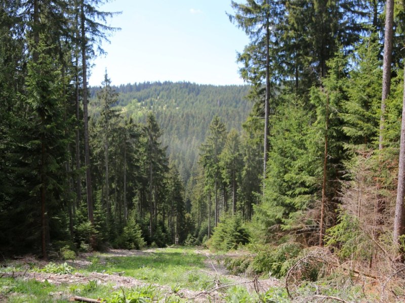 Katastrophe in Thüringer Wald.jpg