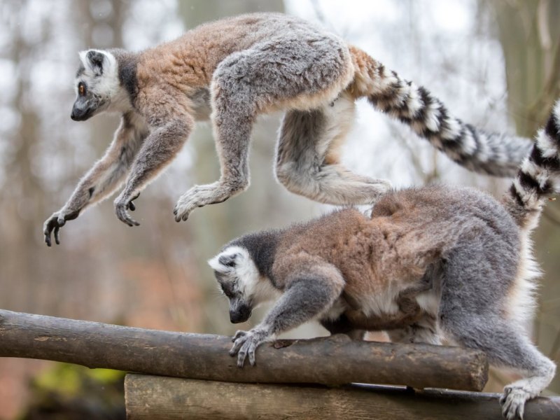 Kattas im Affenwald Straußberg