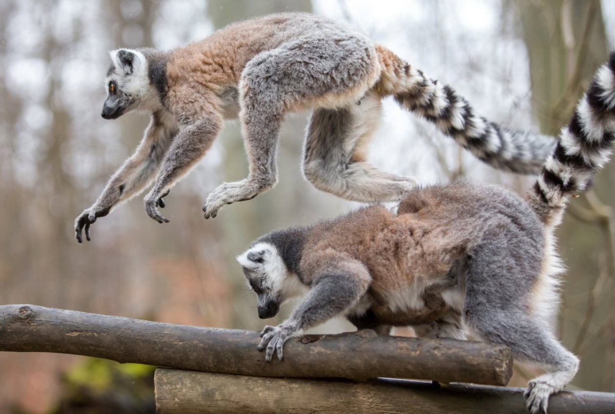 Kattas im Affenwald Straußberg