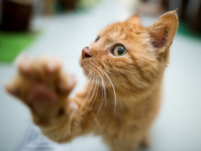 Katze Kater Tierheim