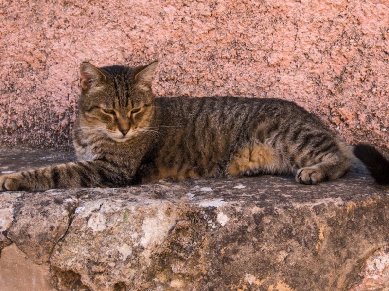 Katze, Katzen, Tier, Tiere, Haustier, Haustiere, Symbol, Symbolfoto, Symbolbild
