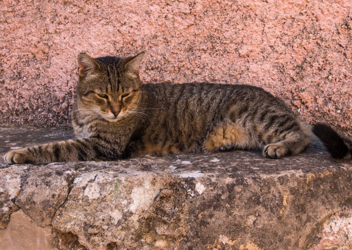 Katze, Katzen, Tier, Tiere, Haustier, Haustiere, Symbol, Symbolfoto, Symbolbild