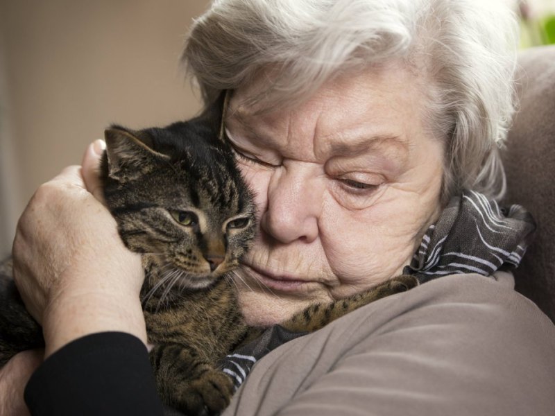 Katze Oma Seniorin