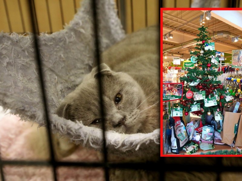 Katze Tierheim Nordhausen.jpg