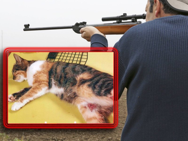 Katze angeschossen Tier Gewehr