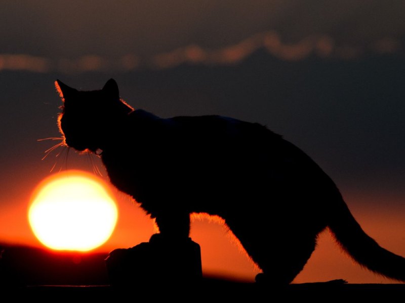 Katze.JPG