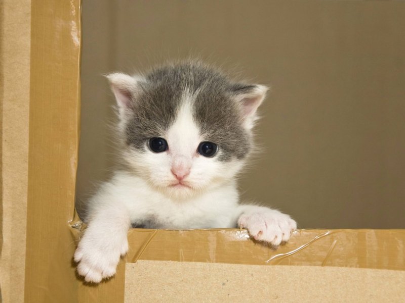 Katzenbaby grau weiß