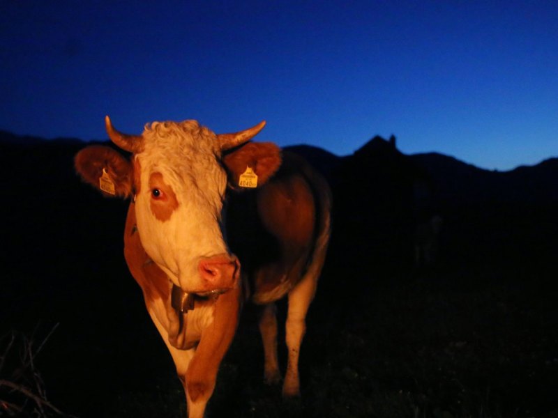 Kuh in der Nacht