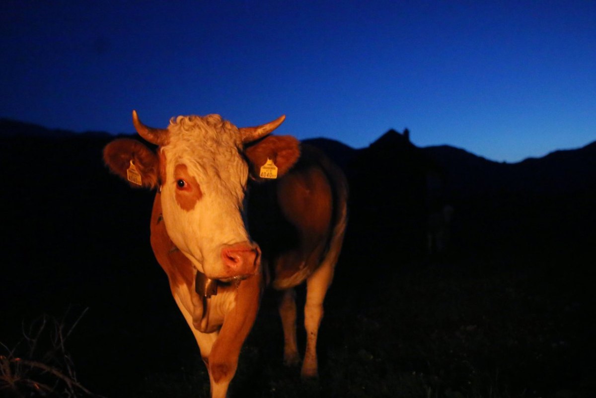 Kuh in der Nacht