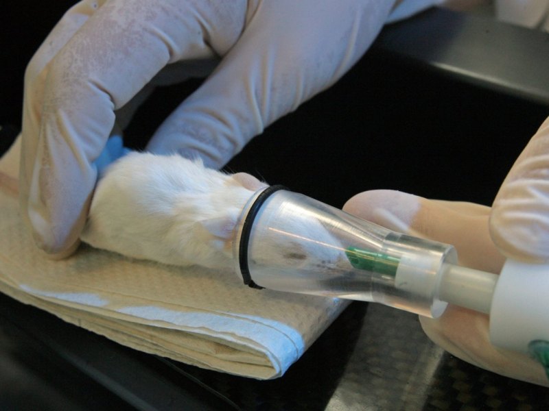 Leibniz-Institut für Alternsforschung Jena Tierversuch
