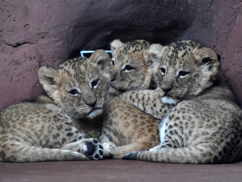 Löwen-Babys Zoo Erfurt.jpg