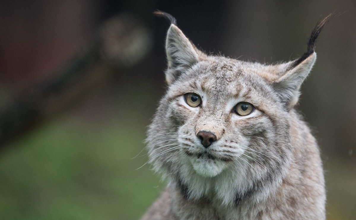 Luchs