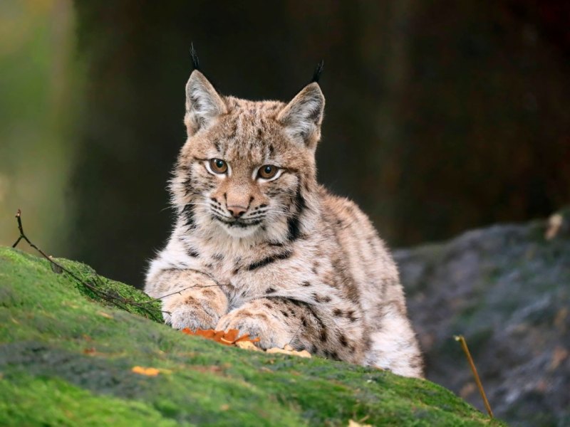 Luchs Thüringen