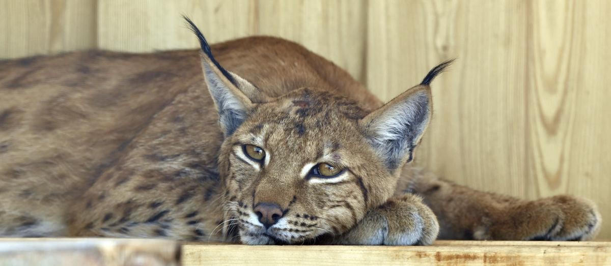 Luchs Looki kann ab Ende Juli in einem neuen, naturnahen Luchsgeheg beobachtet werden.