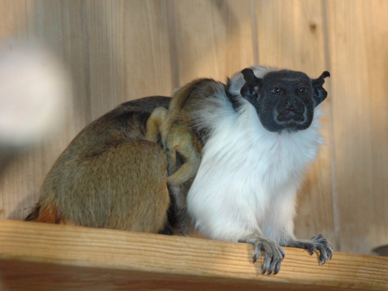 Manteläffchen im Thüringer Zoopark Erfurt