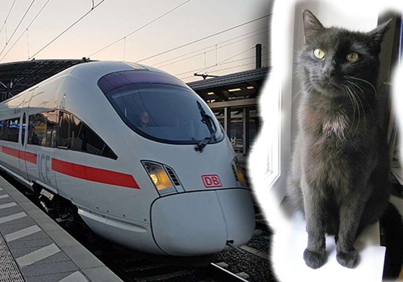 Mao Katze Kater vermisst Hauptbahnhof Erfurt
