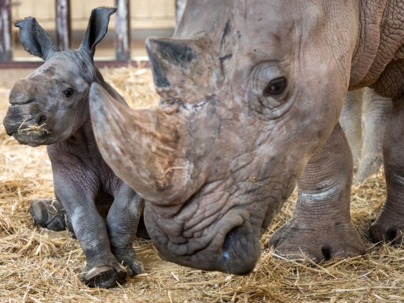 Nashorn-Nachwuchs im Thüringer Zoopark