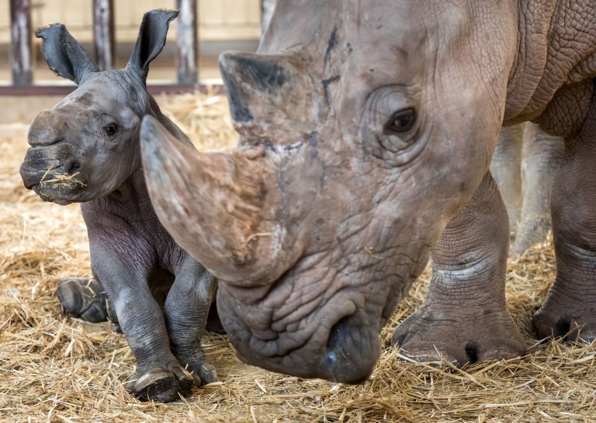 Nashorn-Nachwuchs im Thüringer Zoopark