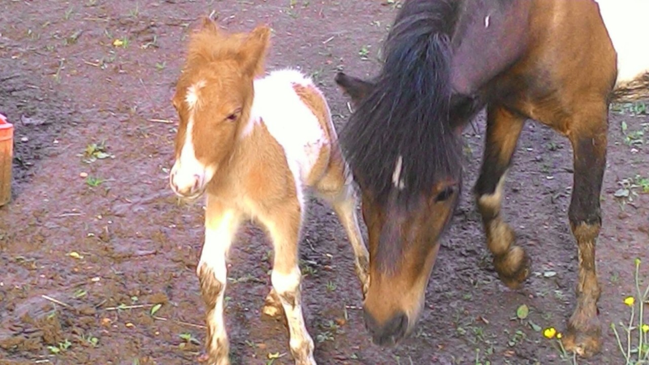 Der kleine Nelson mit seiner Mutter Tippi.