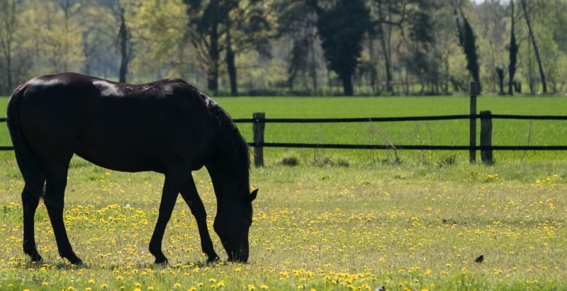 Pferd