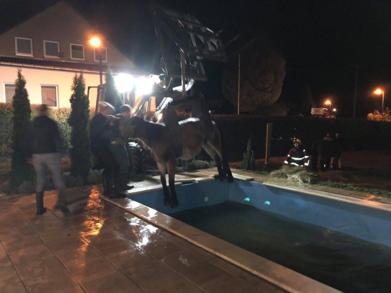 Pferd Pool Feuerwehr Schmalkalden4.jpg