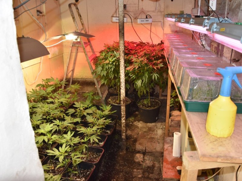 Polizei hebt Cannabis-Plantage in Nordhausen aus