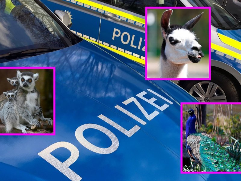 Polizei_imago images  Sven Simon.jpg
