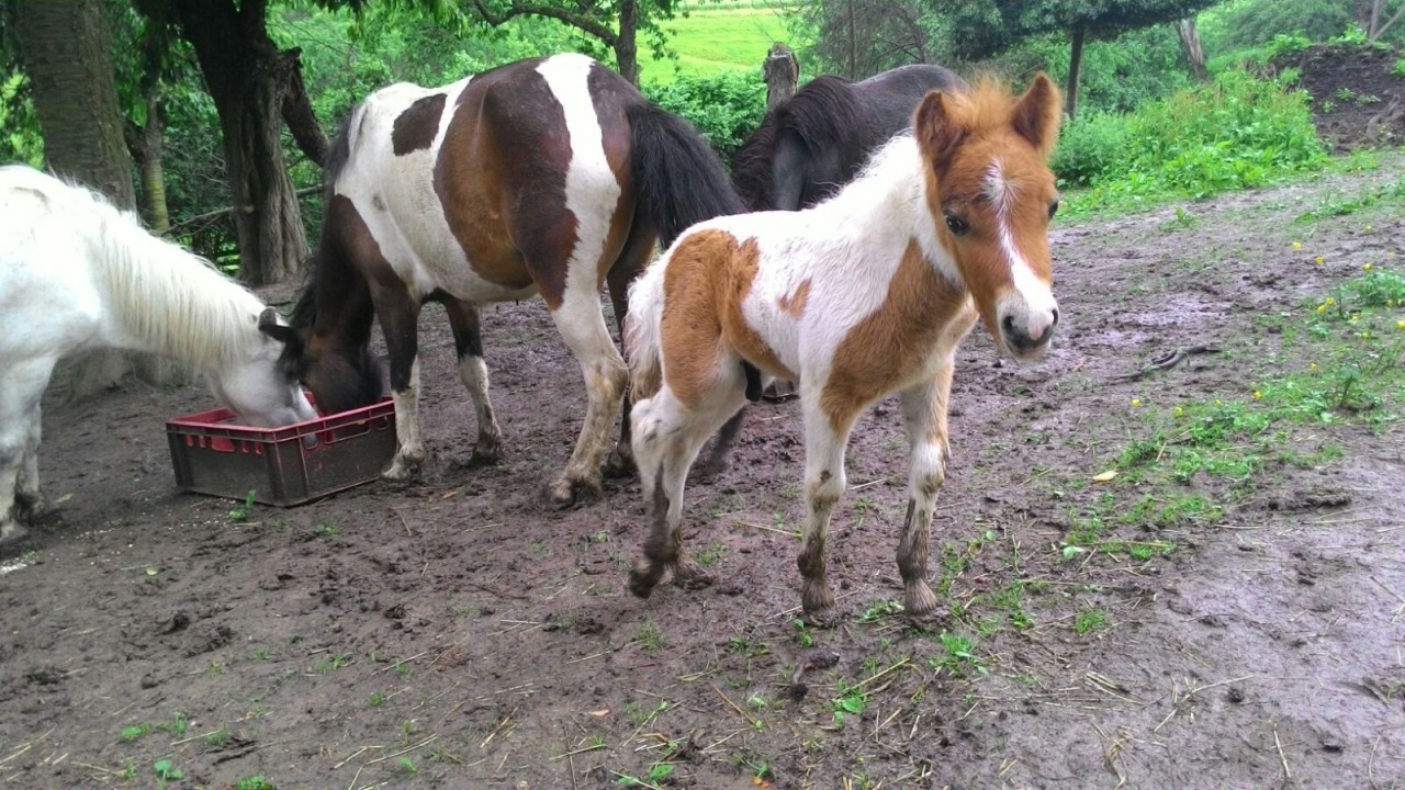 Das kleine Shetlandpony Nelson wurde brutal ermordet.