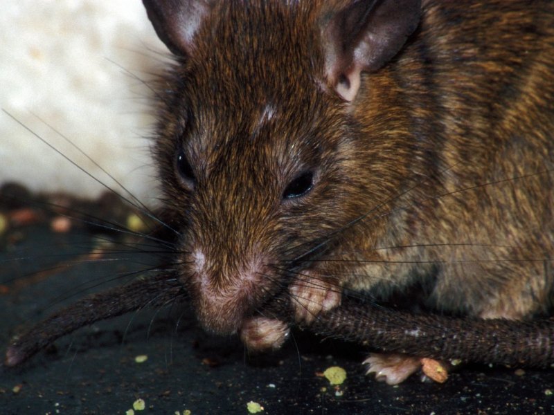Ratte Riesenratte Rattenschwanz