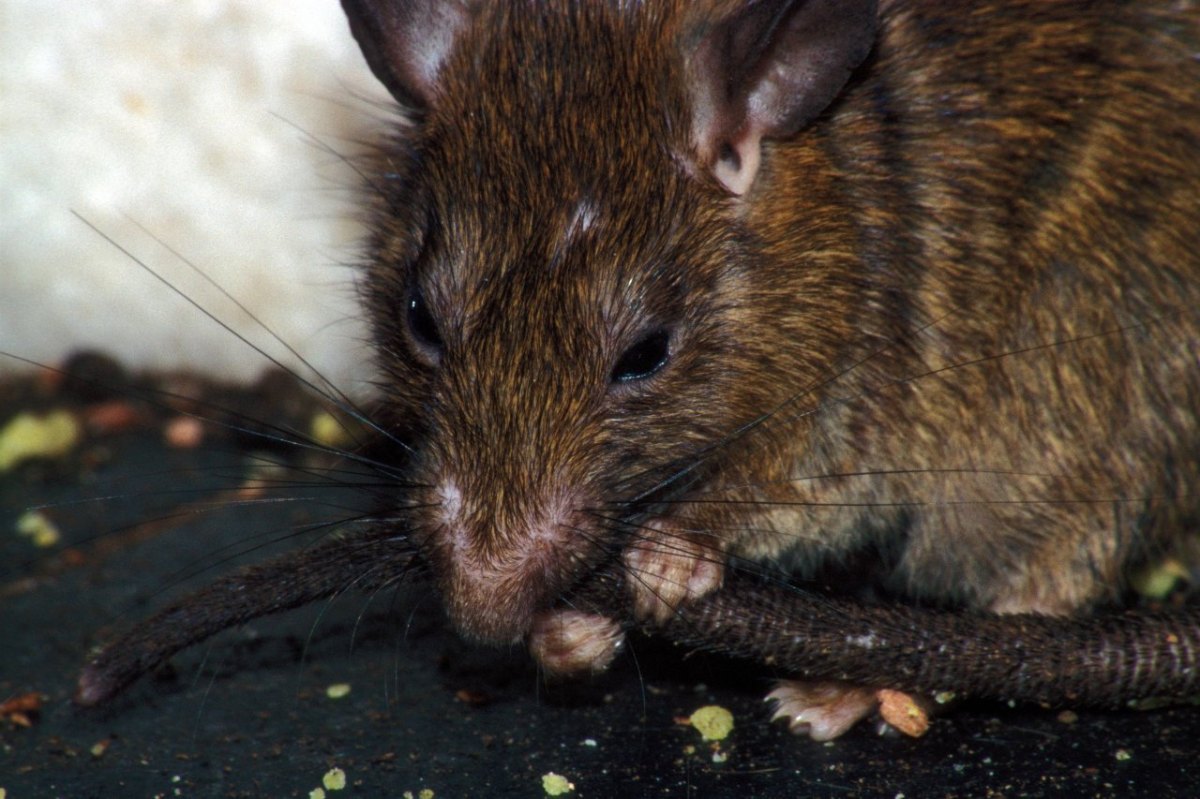 Ratte Riesenratte Rattenschwanz