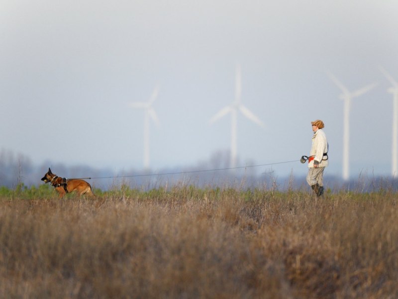 Schäferhund Giftköder Thüringen Hund Gotha
