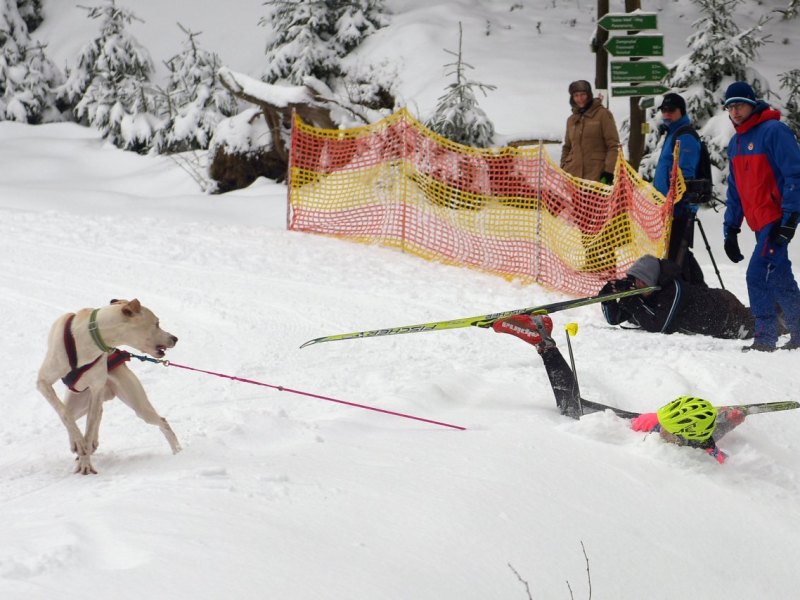 Schlittenhunde-Rennen in Frauenwald