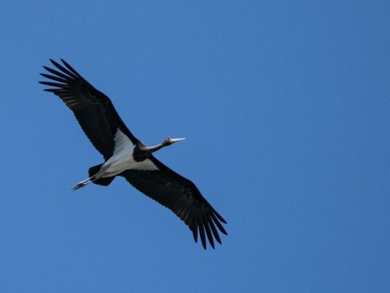 Schwarzstorch im Flug