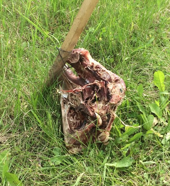 Schweinekopf-Attacke auf Moschee in Erfurt-Marbach