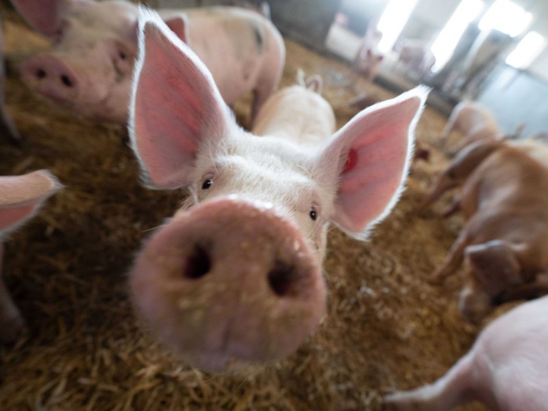Schweinezucht Krise Thüringen.jpg