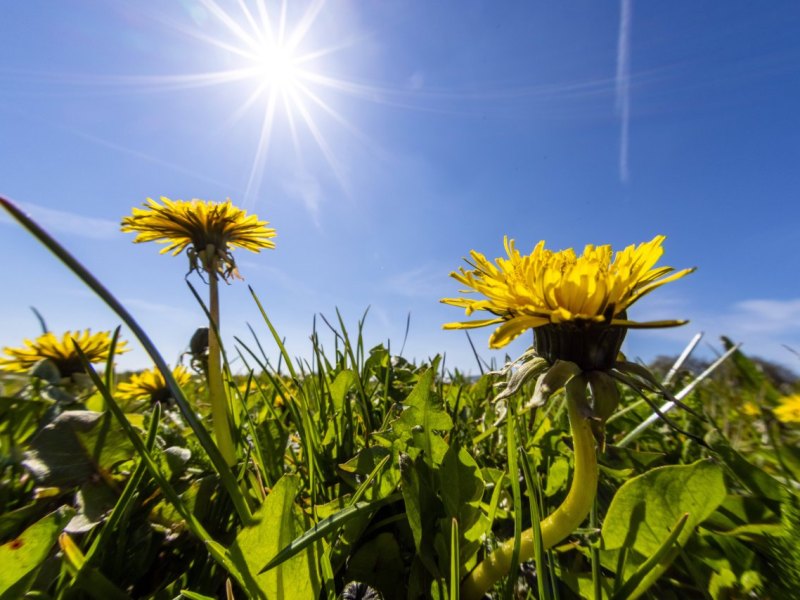Sonne
