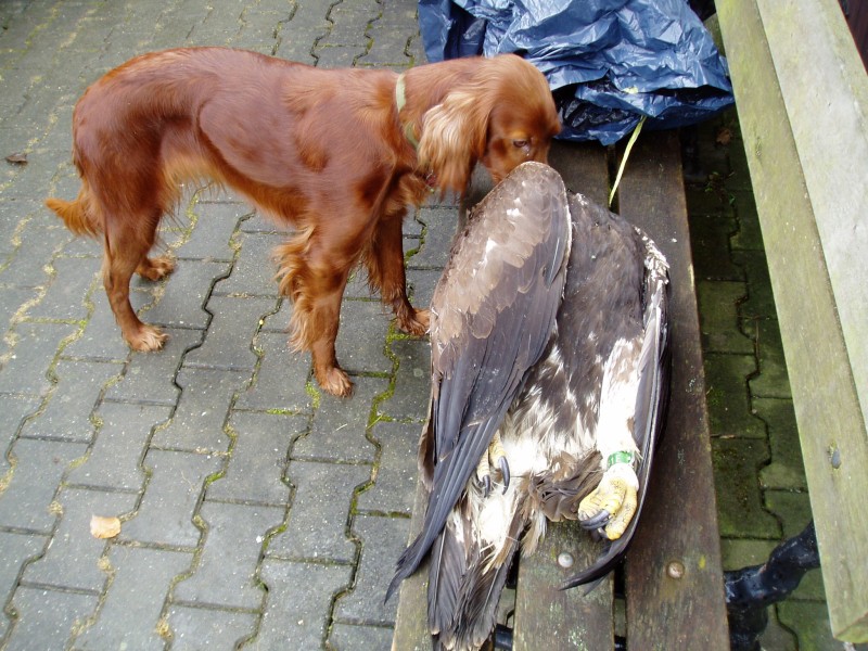 Der tote Steinadler