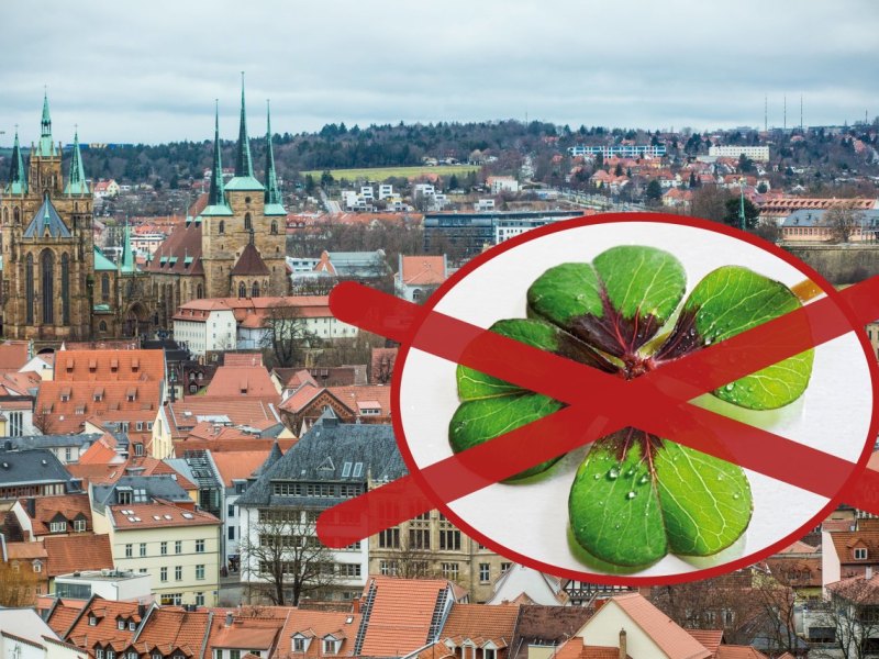 THÜRINGEN KLEE.jpg