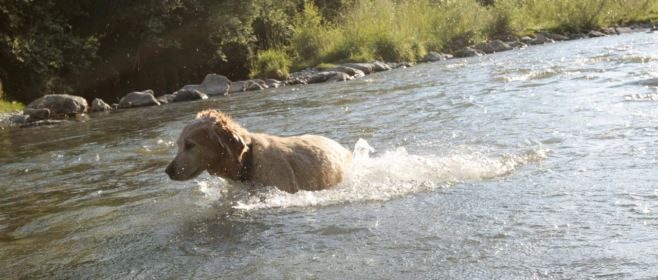 Wurde in der Ilm in Thüringen ein Hund entsorgt? (Symbolbild)