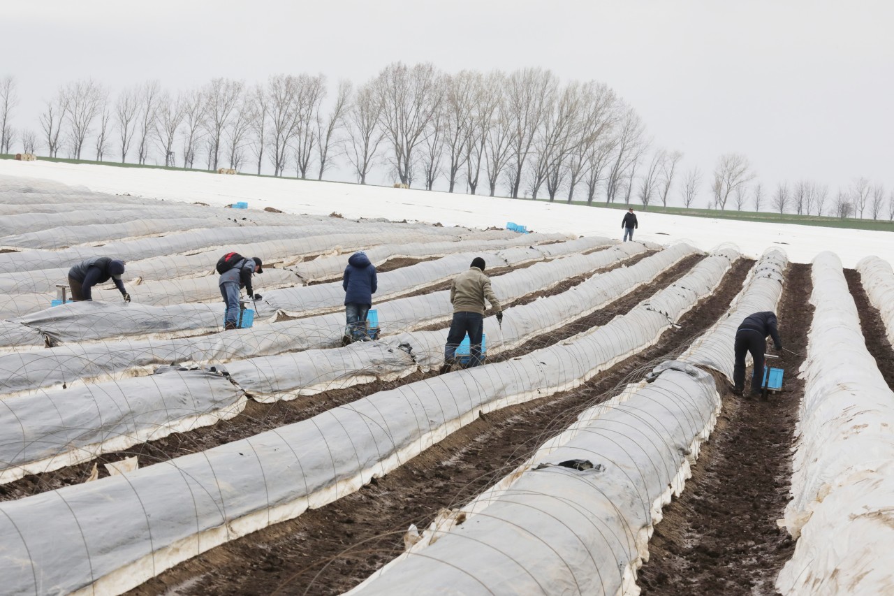 Mit dem Start der Ernte am Spargelhof Kutzleben hat trotz derzeitiger Winterkälte in Thüringen die Spargelsaison begonnen.