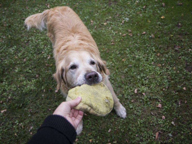 Thüringen-Hund.jpg