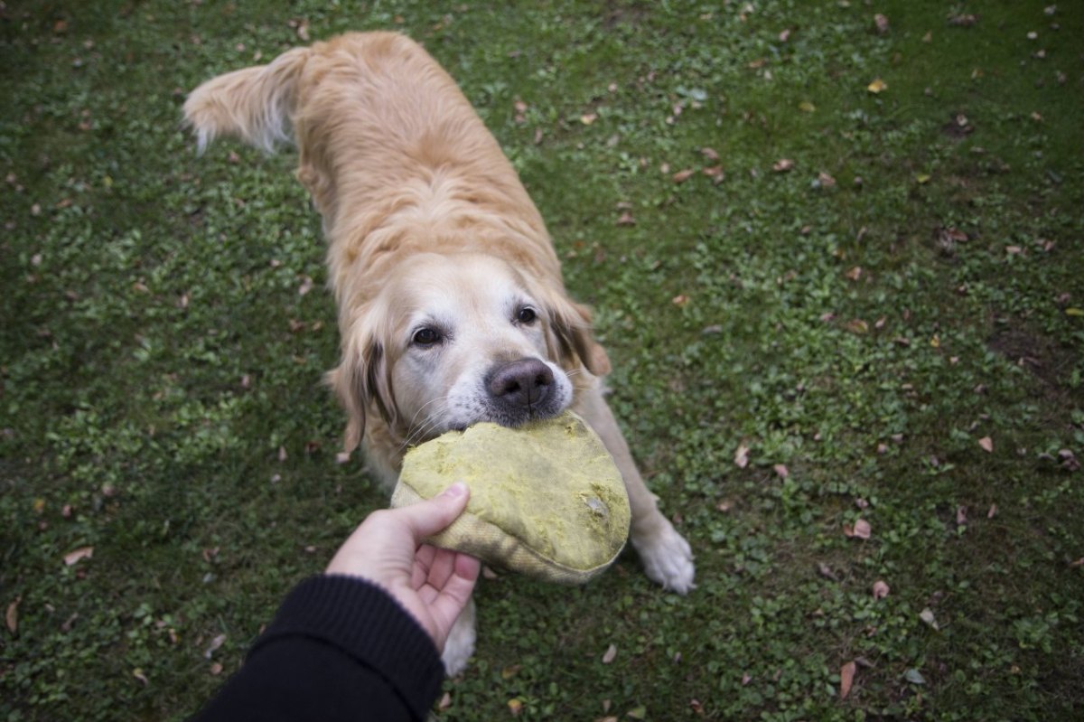 Thüringen-Hund.jpg