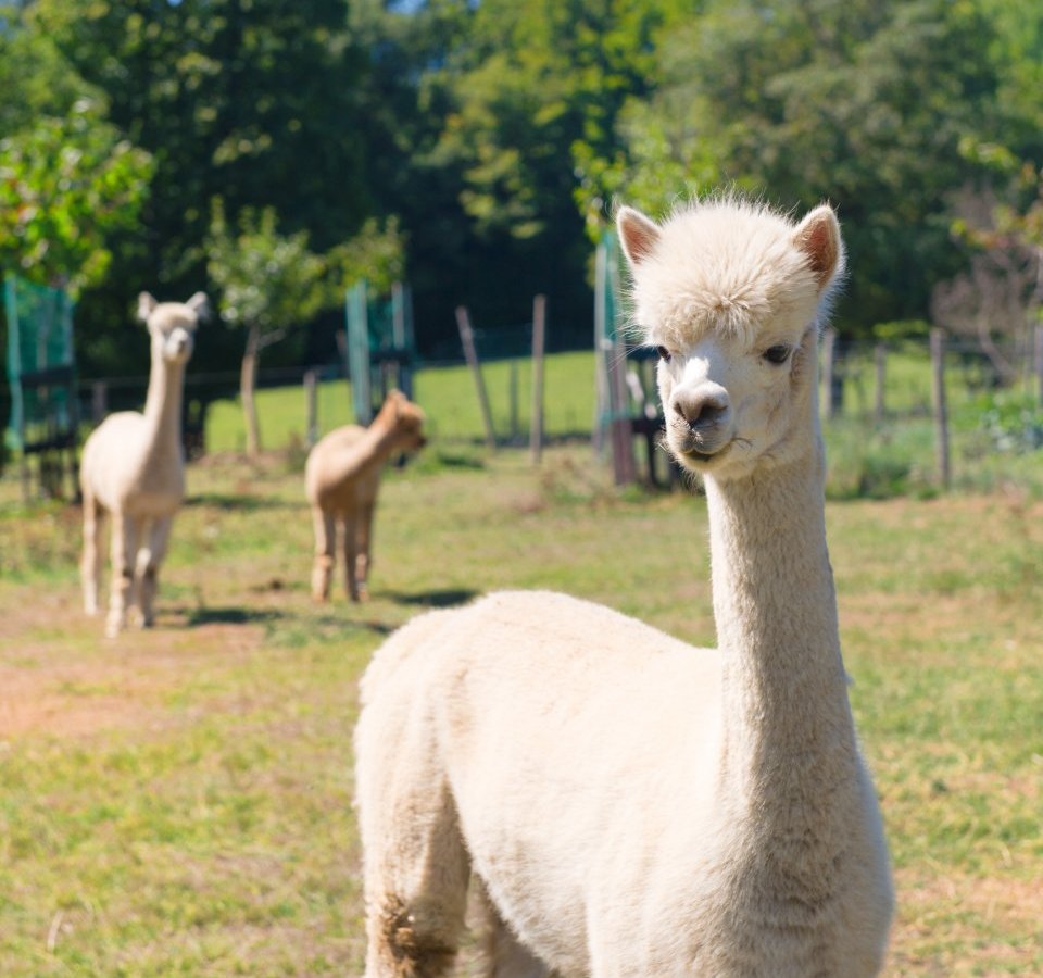 Thüringen Tierpark.jpg