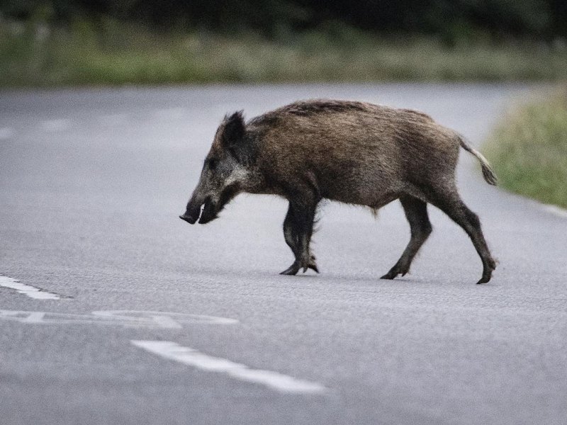 Thüringen-Wildschwein.jpg