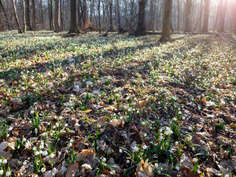 Thüringen wald.jpg