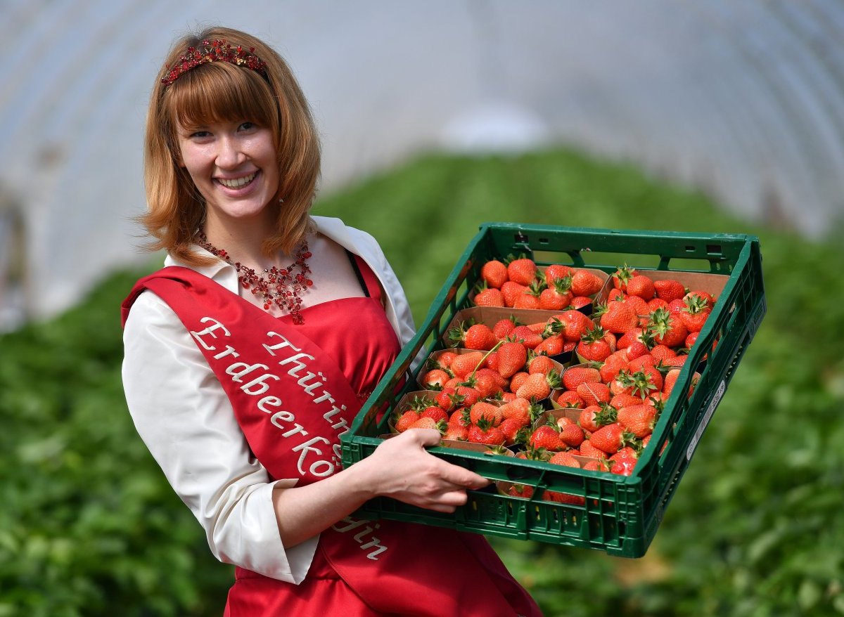 Thüringens Erdbeerkönigin Carolin Leefers Erdbeeren