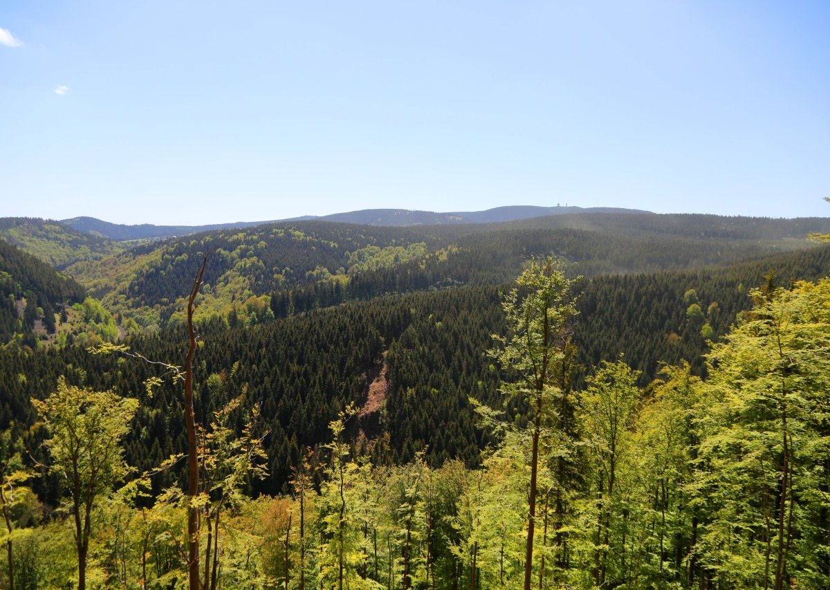 Thüringer Wald.jpg